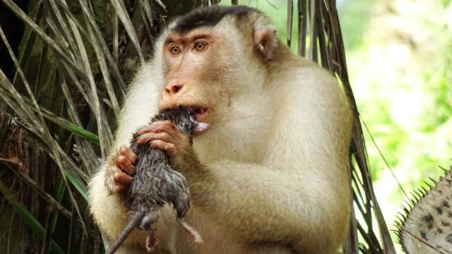 These Rat-Eating Monkeys Are A Surprisingly Effective Form Of Pest Control