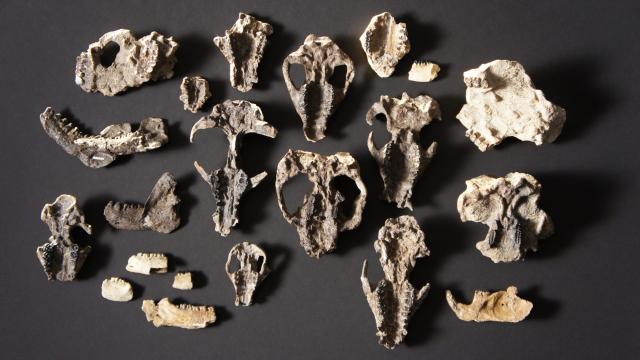 Incredible New Fossils Show How Quickly Mammals Took Over After Dinosaur Extinction