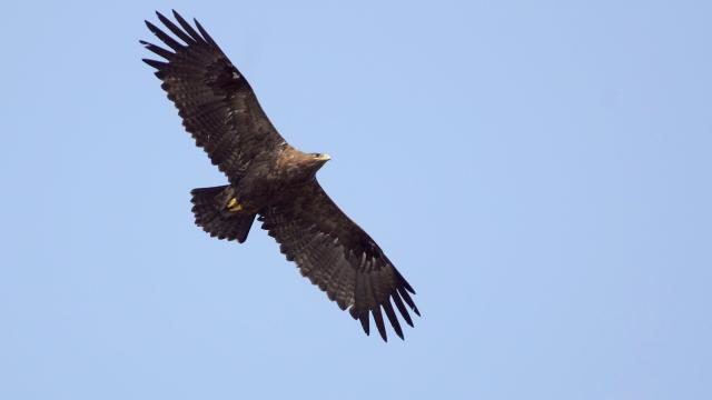 These Migrating Eagles Accidentally Racked Up Enormous Phone Bill