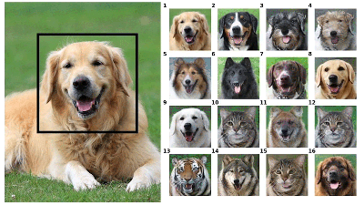 Nvidia’s New AI Lets You Know If Your Pet Would Look Cuter As A Different Animal