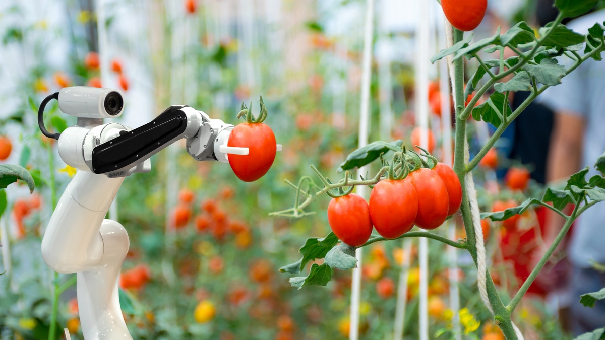 Close-Up Of Robotic Arm Holding Tomato