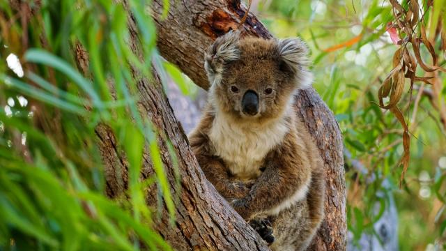 Koala Genes Are Being Attacked By A Virus, But Their DNA Is Fighting Back