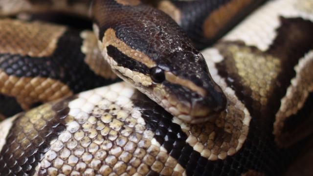 Woman Found Dead With A Python Around Her Neck In House Full Of 140 Snakes