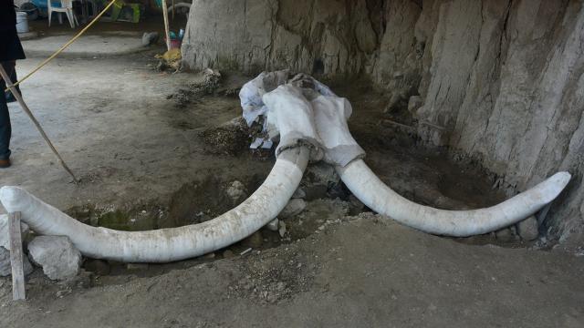 A 15,000-Year-Old Trap For Catching Woolly Mammoths Has Been Discovered In Mexico