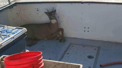 Stunned Fishermen Rescue A Deer Swimming 8 Kilometres Off The Coast Of Maine