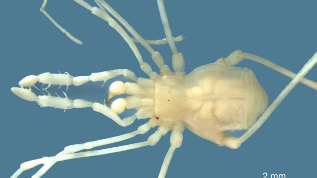 Gollum-Like Daddy Long-Legs Discovered In The Bowels Of The Earth