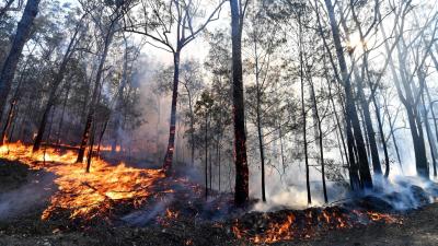 Australia’s Terrifying Bushfires Remind Us Climate Change Is Here