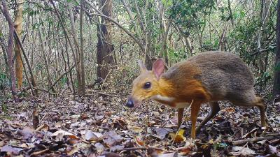 ‘Lost’ Species Of Mouse-Deer Spotted In Vietnam After 30 Years