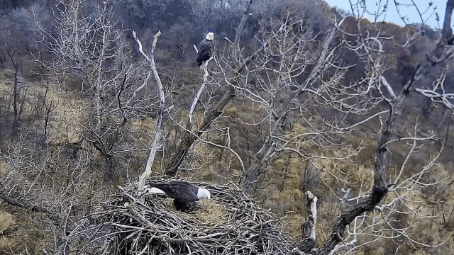 It’s Eagle Cam Time