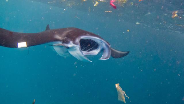 Manta Rays And Whale Sharks Are Consuming A Staggering Amount Of Plastic