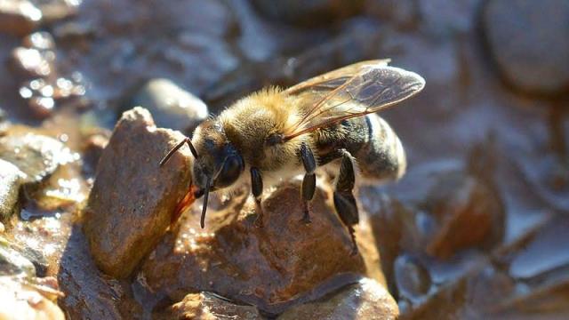 I Have To Tell You Something Very Important About Honeybees