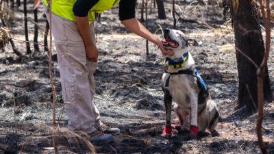 People And Dogs Unite To Save Koalas From Australia’s Horrific Bush Fires