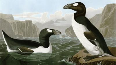 Humans Alone Were Responsible For This Big Atlantic Seabird’s Extinction, New Evidence Shows