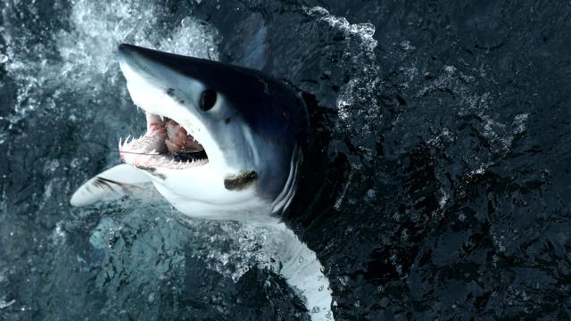 ‘It’s Pathetic:’ World Fails To Protect One Of The Most Eaten Sharks