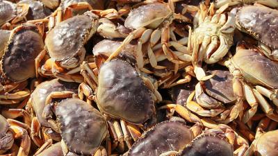 California’s Bay Area Is Skipping Dungeness Crab This Thanksgiving To Protect The Whales