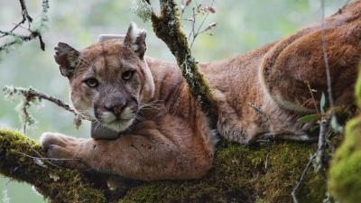 Toxic Coastal Fog Linked To Dangerously High Levels Of Mercury In Mountain Lions