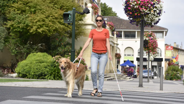 How Do Guide Dogs Know Where Their Owners Want To Go?