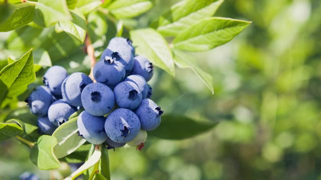 The Case Of The Pirated Blueberries: Courts Flex New Muscle To Protect Plant Breedersâ€™ Intellectual Property