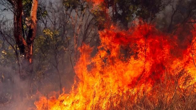 Humans Light 85 Per Cent Of Bushfires And We Do Virtually Nothing To Stop It