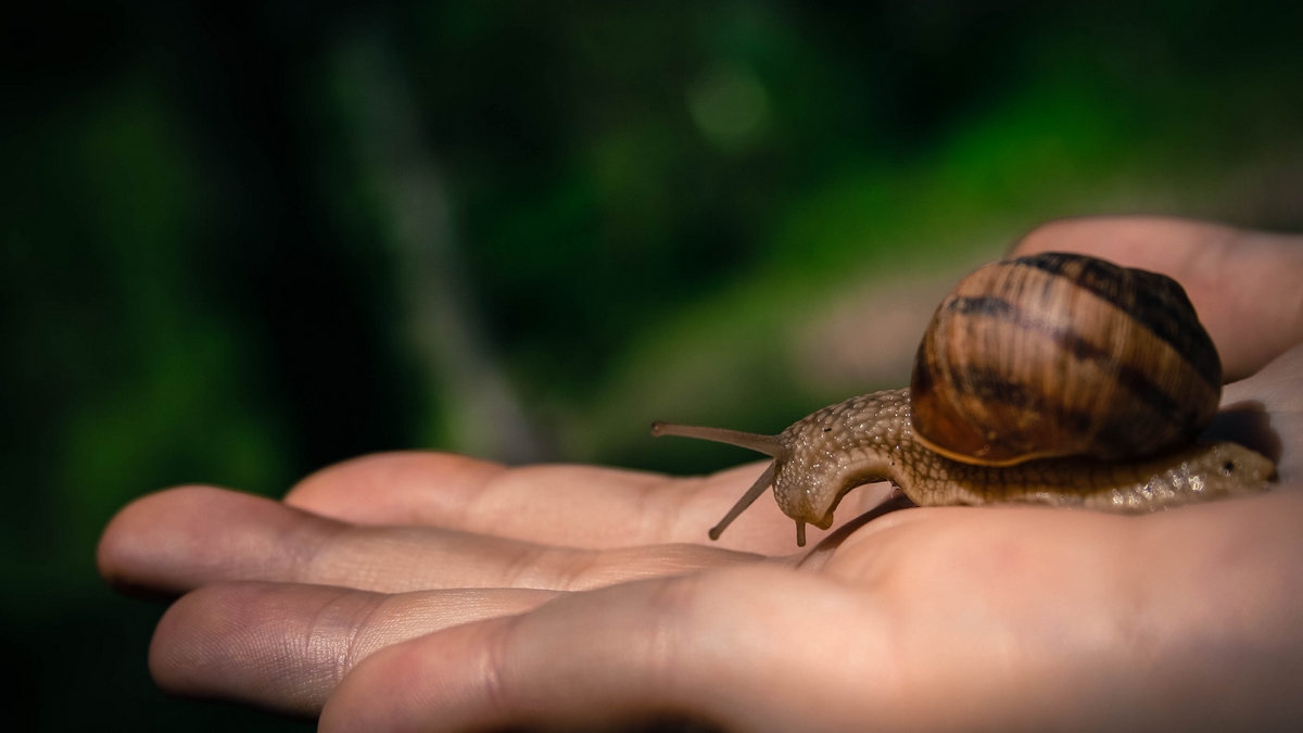 Snail crawling on human hand, Romania