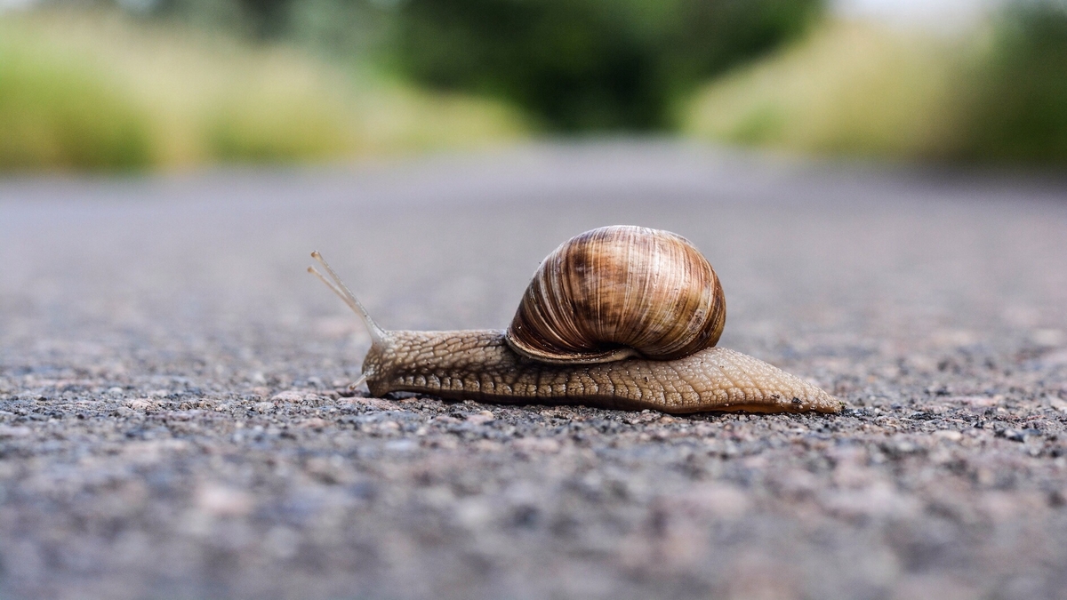 Snail On Road