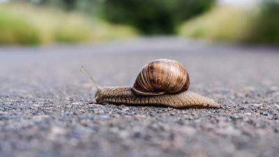 Snail Slime: The Science Behind Molluscs As Medicine