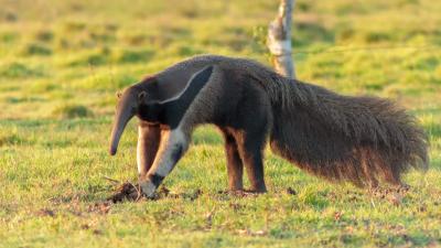 A Brazilian Highway Is Killing Its Giant Anteaters