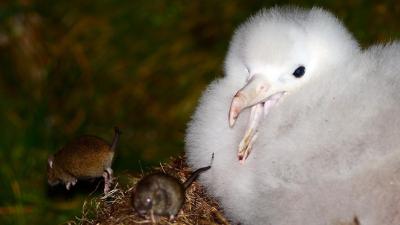 Invasive Mice Seen Attacking Adult Albatrosses On Breeding Colony For The First Time