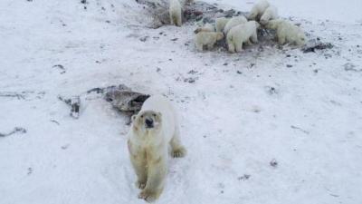 Polar Bears Have Invaded A Russian Town… Again