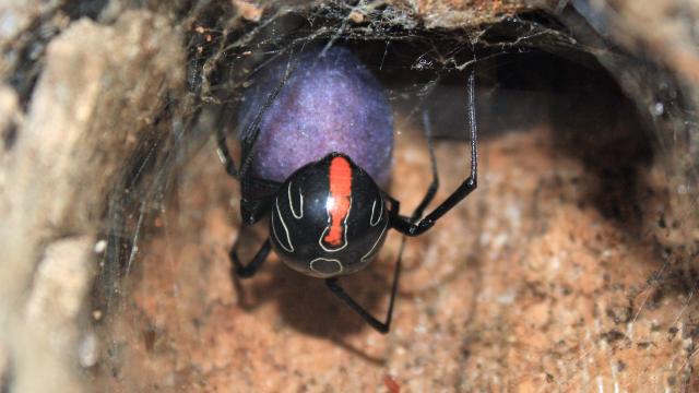 Newly Discovered Widow Spider Lays Bright Purple Eggs