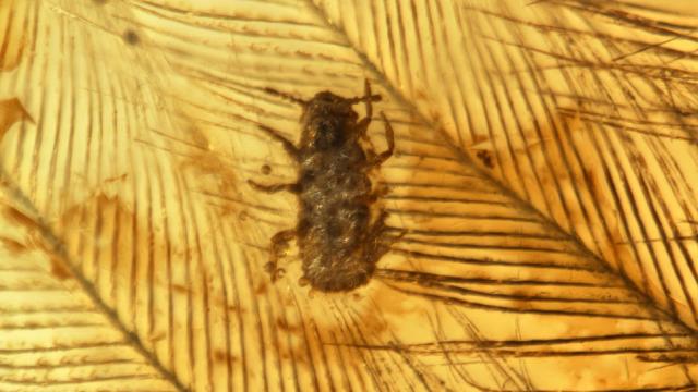 Amber Fossils Reveal Lice-Like Bugs Crawling In Dinosaur Feathers