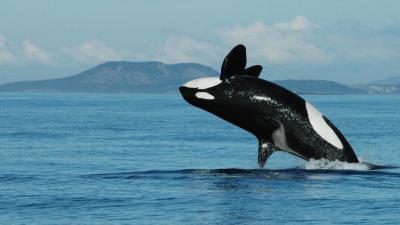 Baby Orcas Are More Likely To Survive If They Live With Their Grandma