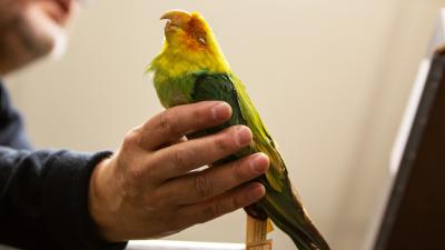 Scientists Sequence The Genome Of America’s Famous Extinct Parakeet