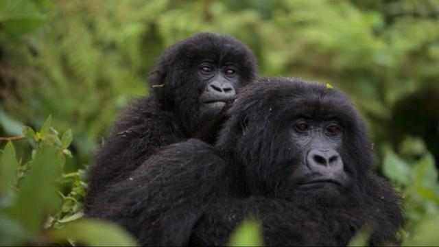 New Count Of Endangered Mountain Gorillas Suggests Conservation Is Working