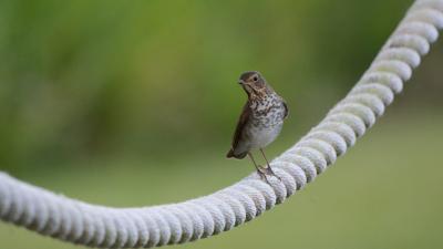 North American Birds Are Migrating Earlier Because Of Climate Change