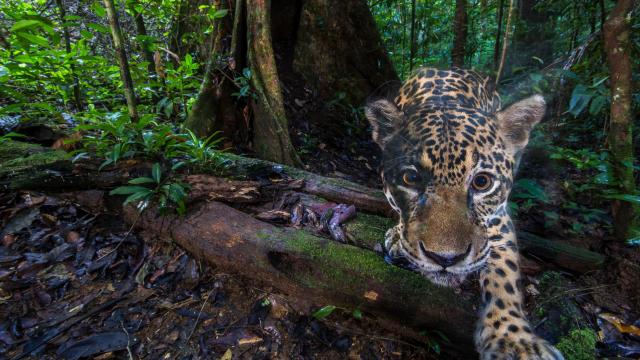 Google’s New AI Project Could Be A Conservation Game Changer