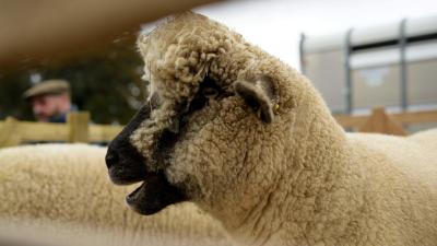 Scientists Find Evidence That Sheep Can Cause Mad Cow Disease