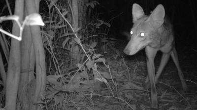 Camera Traps Show Invasive Coyotes And Foxes Heading Toward South America