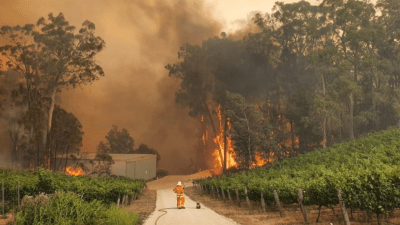 Photo Of Koala And Firefighter Surrounded By Flames Perfectly Captures The Climate Emergency