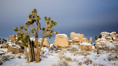Be Soothed By The Peaceful Joshua Trees Covered In Snow