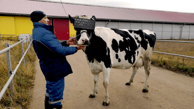 Virtual Reality Wonâ€™t Make Cows Happier, But It Might Help Us See Them Differently