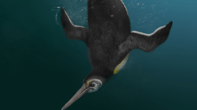 Ancient Penguins Were As Tall As People, And We’ve Discovered The Evolutionary Link