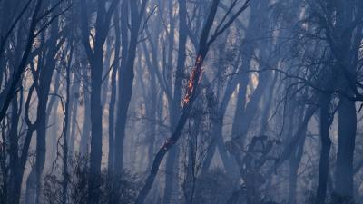 NSW’s Next Bushfire Crisis Might Be Its Contaminated Water Supplies