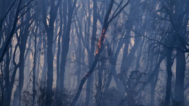 NSW’s Next Bushfire Crisis Might Be Its Contaminated Water Supplies