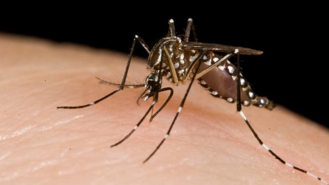 How To Fight Disease-Carrying Mosquitoes