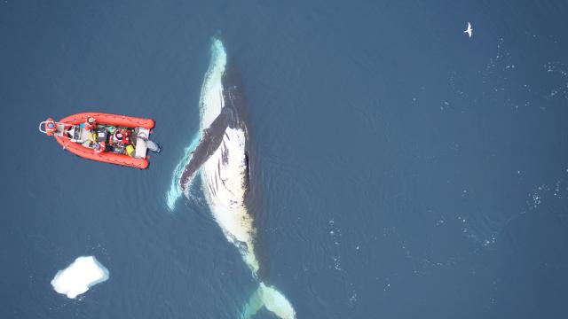 Scientists Made A Drone To Capture Whale Snot