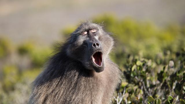 Examining How Primates Make Vowel Sounds Pushes Timeline For Speech Evolution Back By 27 Million Years