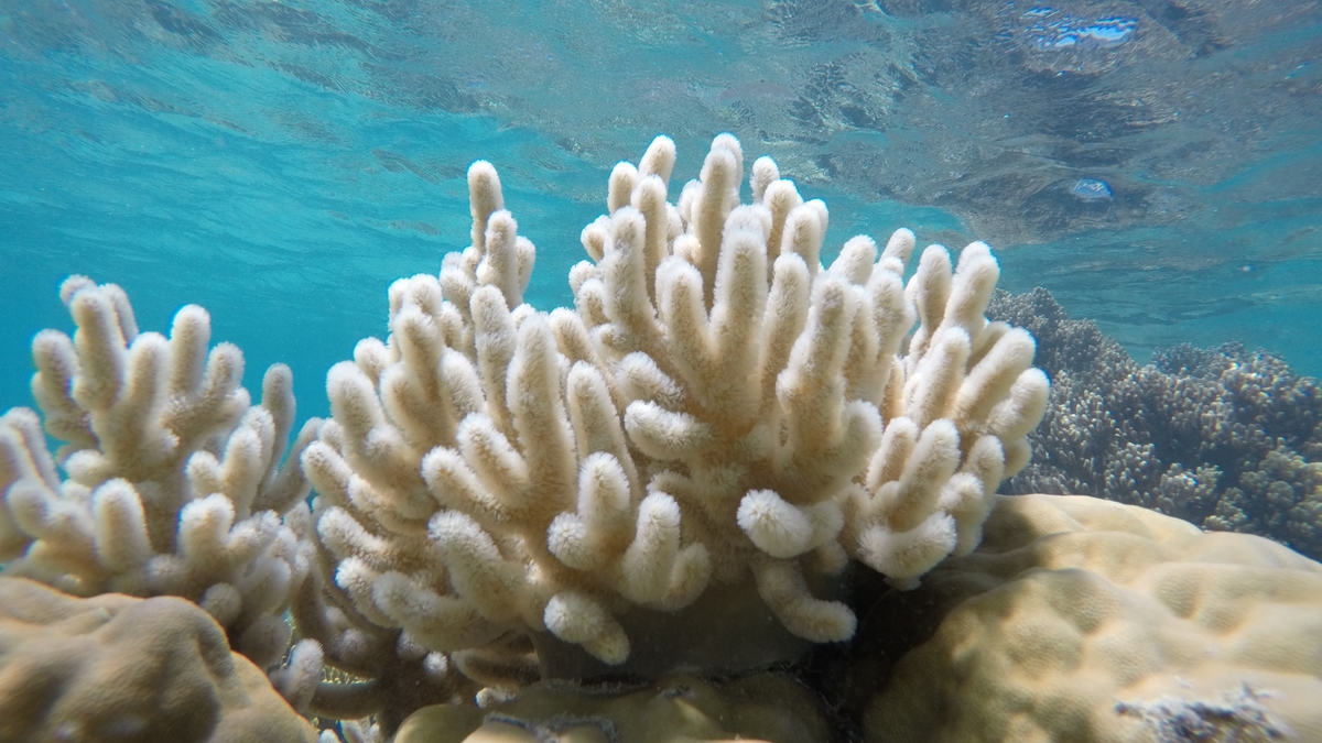 Coral head on the Great Barrier Reef