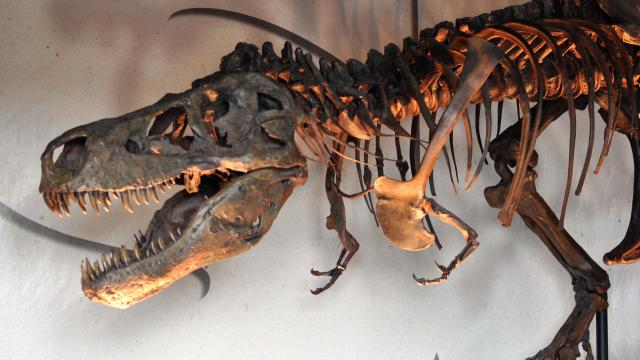 Smaller But Still Deadly: New Insights Into The Life Of Teenage T. Rex