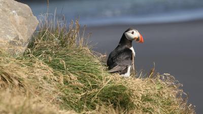 Puffins Seen Using Tools For The First Time